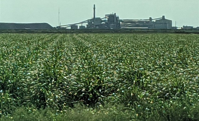 Sugar Industries